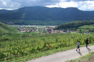 Weinwanderweg Spitz | Wachau